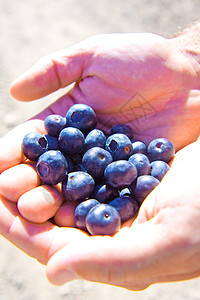 新鲜蓝莓生产水果浆果食物采摘背景图片