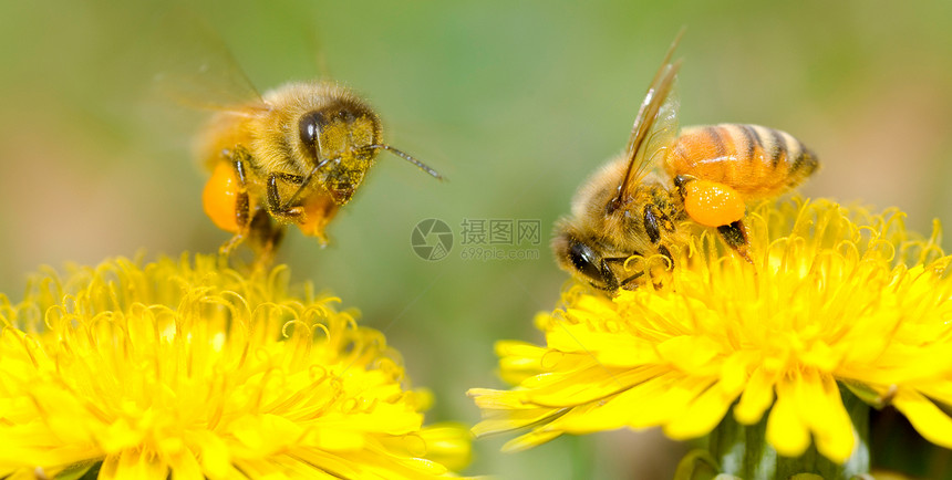 两只蜜蜂和花朵花园宏观享受收集花瓣植物翅膀花蜜工人花粉图片