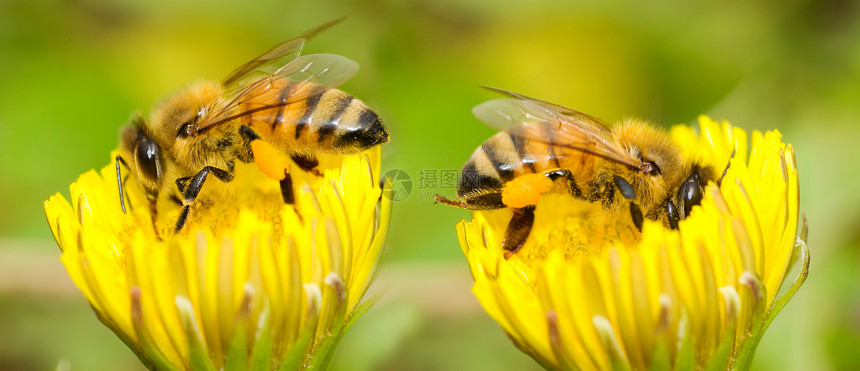两只蜜蜂和花朵昆虫野生动物蜂蜜宏观花粉植物收集花园植物学场地图片