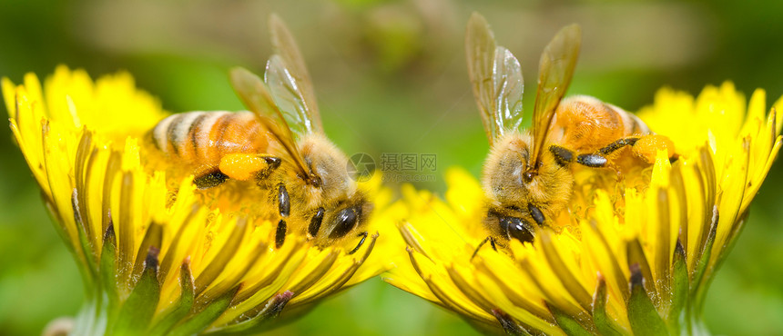 两只蜜蜂和花朵花瓣花园花蜜场地草地蜂蜜园艺宏观工人野生动物图片