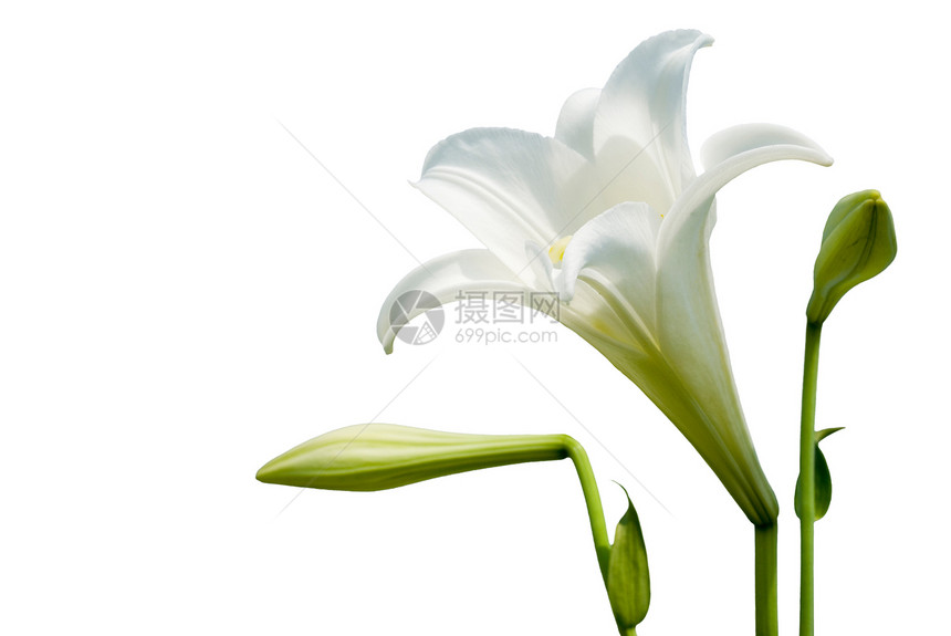 白百里百合季节晴天荒野白色宏观礼物生长美丽花束图片