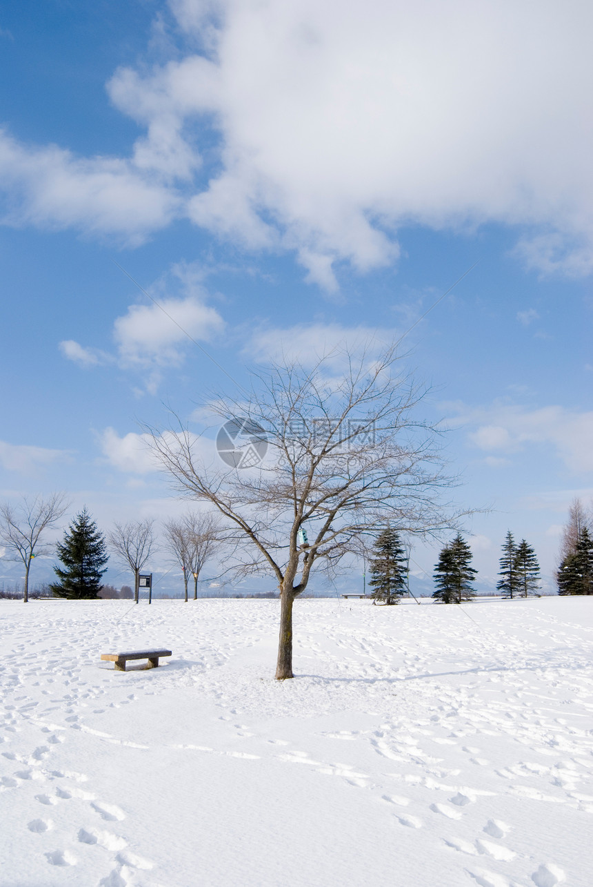 雪地 秃头树和空椅子上的脚印图片