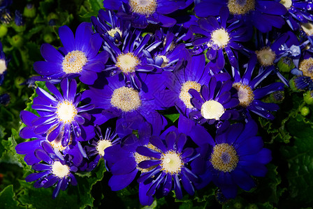 蓝色瓜叶菊紫色蓝菊花在的阳光下盛开背景