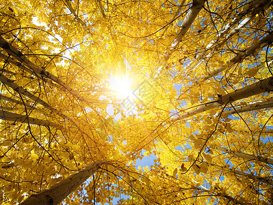 瀑木树红叶红色树干太阳阳光植物天空季节日光环境背景图片