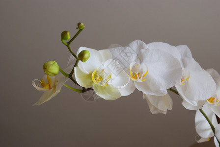 白兰花植物热带白色花瓣背景图片