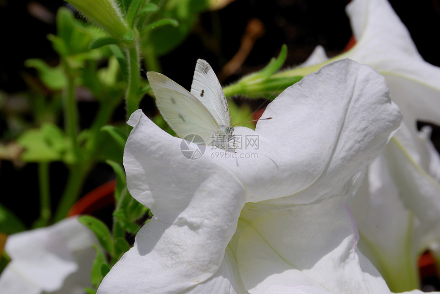 白上白昆虫季节白色植物鳞翅目宏观野生动物花瓣天线翅膀图片