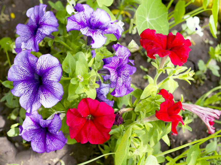 红色和紫色花朵床图片
