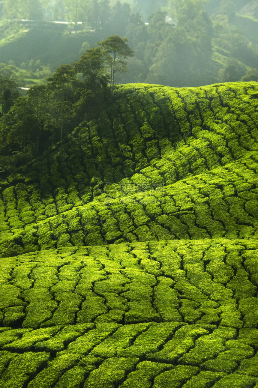 茶叶种植园旅行高地草地生态植物纹理爬坡花园栽培风景图片