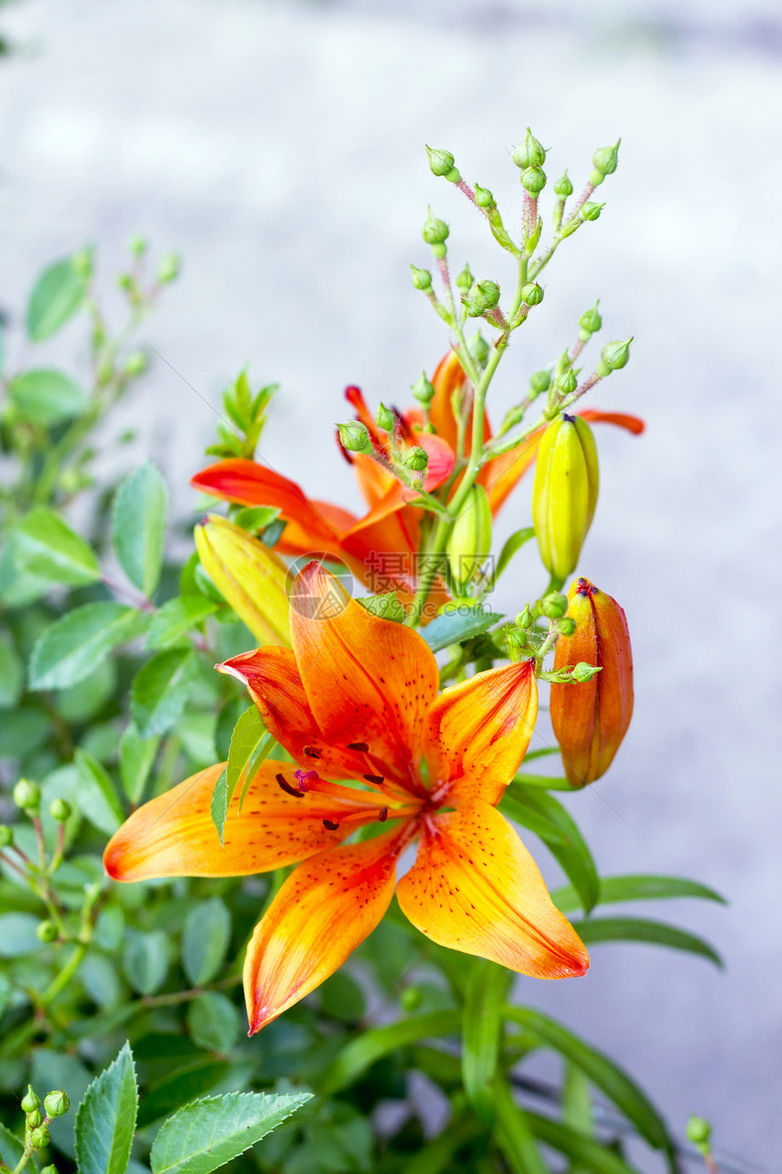 在花床上盛开的橙色百合丽花星星花束花序辉煌花园橙子灯丝宏观花瓣植物图片