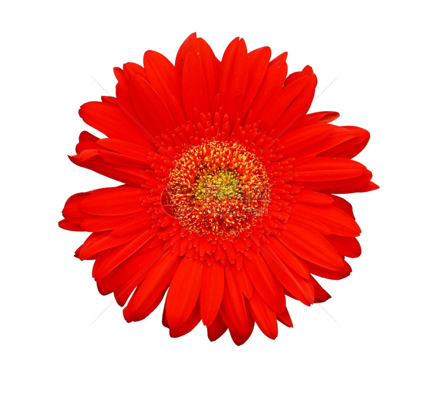 红斑疹红色植物宏观季节植物群雏菊白色格柏图片