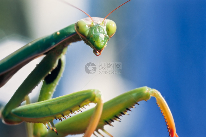 子看着你焦虑漏洞螳螂生活天线动物昆虫学生物手臂宏观图片