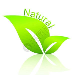 天然绿色插图床单生物学产品木头植物生态背景图片