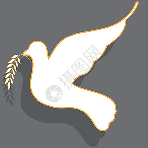 白鸽插图航班白色使者世界翅膀背景图片