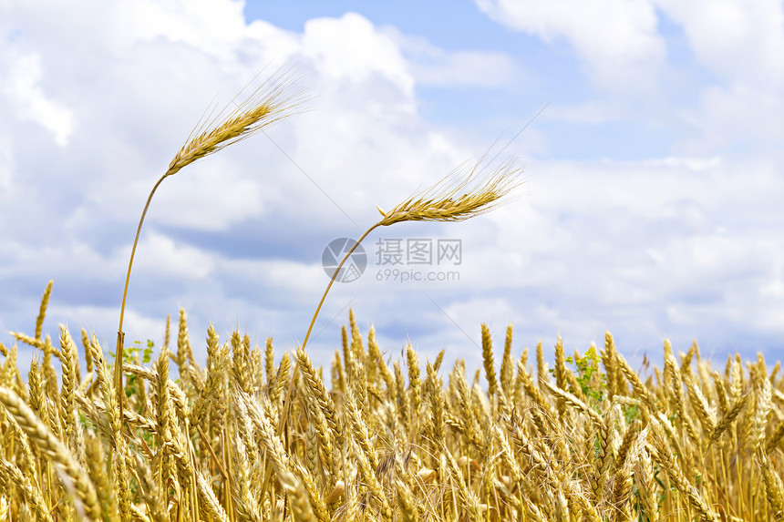 以小麦的耳目对著天种子收获面包收成谷物植物生产农村稻草农田图片