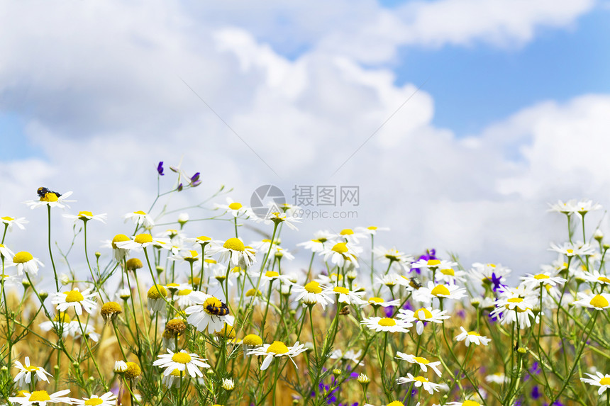 天空中的白菊花甘菊风景蓝色植物场地草地季节阳光叶子墙纸图片