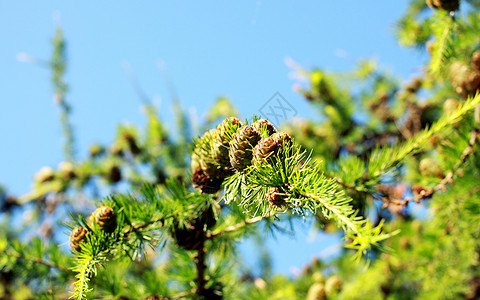 领子的分支晴天生物学天空锥体植物学松树蓝色森林绿色阳光背景图片