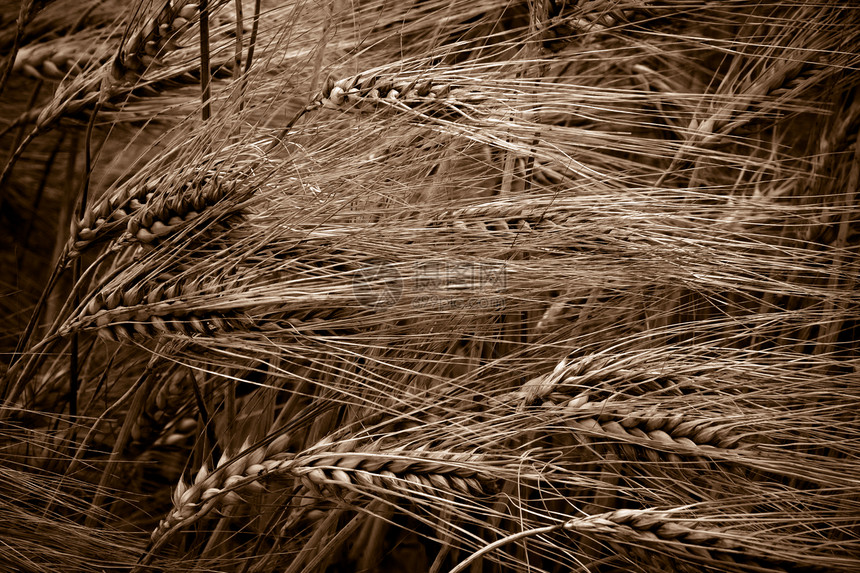 小麦田草原粮食草本植物环境棕色生态学家农场小麦农村场地图片