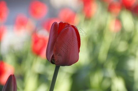 红色郁金香田郁金香花园花瓣主持人叶子花朵公园多样性场地背景图片