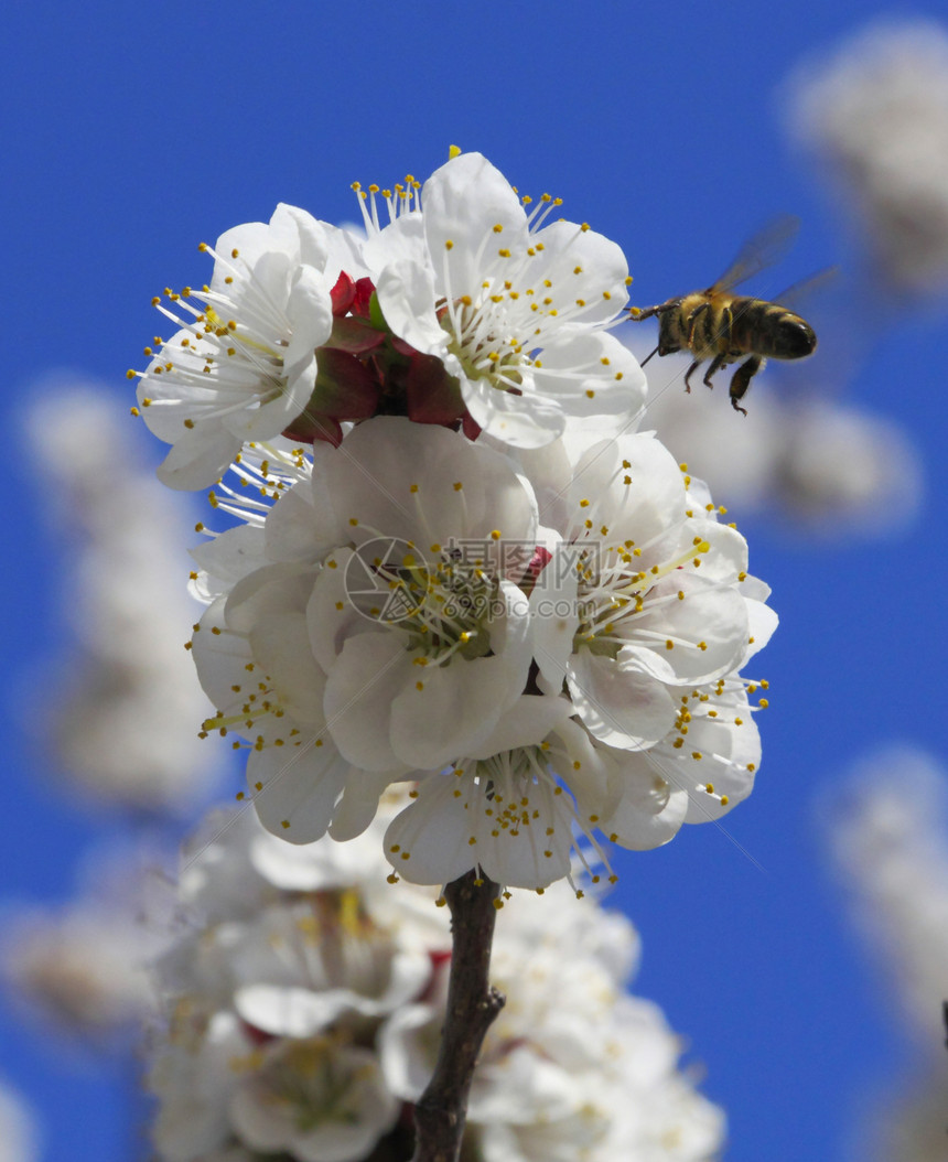蜜蜂和梅花花园场地翅膀蜂蜜花瓣自由美丽宏观叶子荒野图片