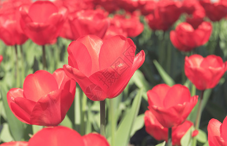 红色郁金香田场地花园主持人郁金香多样性公园叶子花瓣花朵背景图片