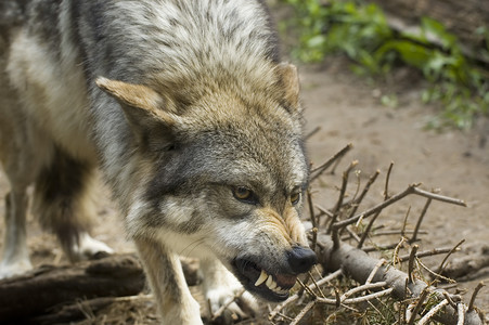平均狼墨西哥狼高清图片