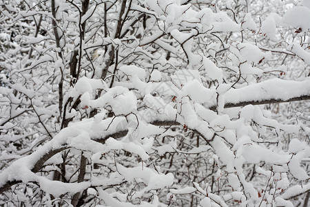 积雪的树枝和树枝背景背景图片