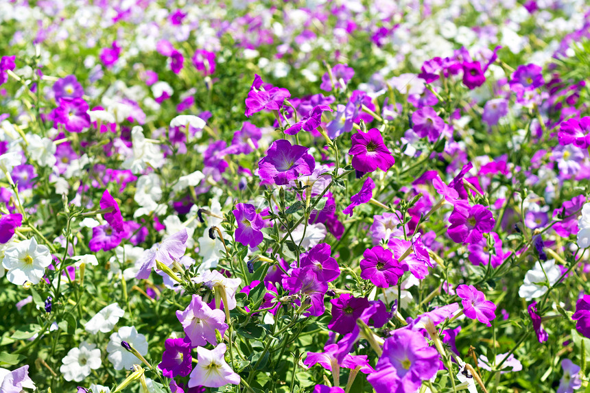 白色和紫色花朵床季节团体植物群植物学花园园艺海浪花艺环境牵牛花图片