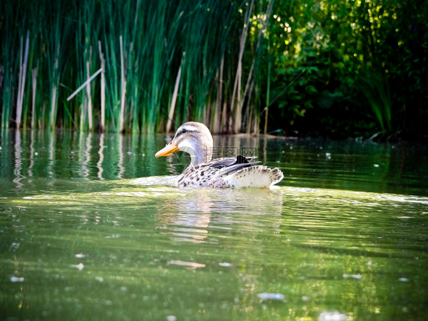 在池塘中游泳的女性野鸭图片