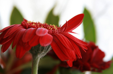 红花花瓣植物背景图片