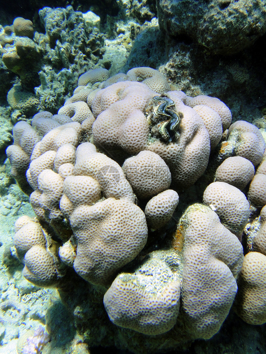 兴趣珊瑚1图片