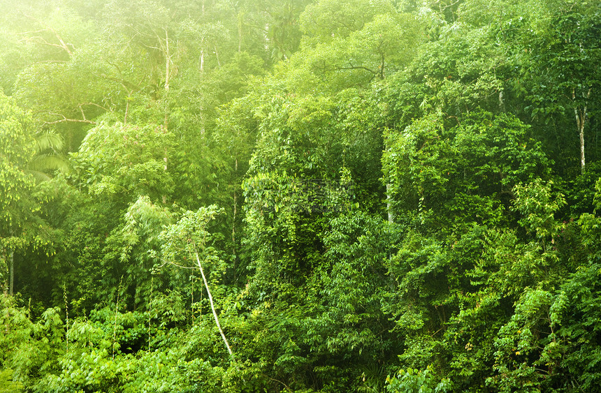 热带热带森林叶子丛林人群树干木头季节阳光植物群环境公园图片