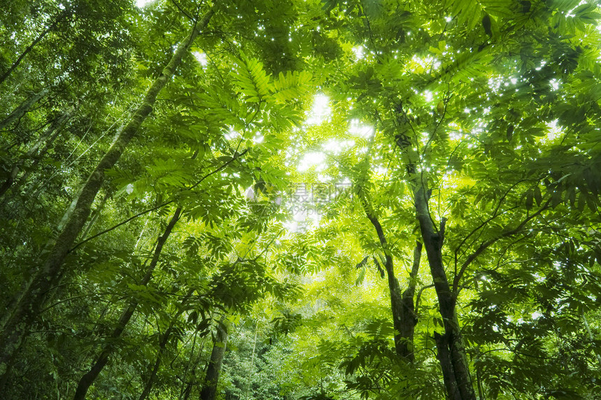 森林阳光叶子丛林日光环境太阳光光束植物群墙纸木头热带图片