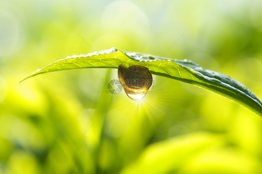 上午 露珠鼻涕虫雨滴叶子害虫环境动物花园天气太阳蜗牛图片