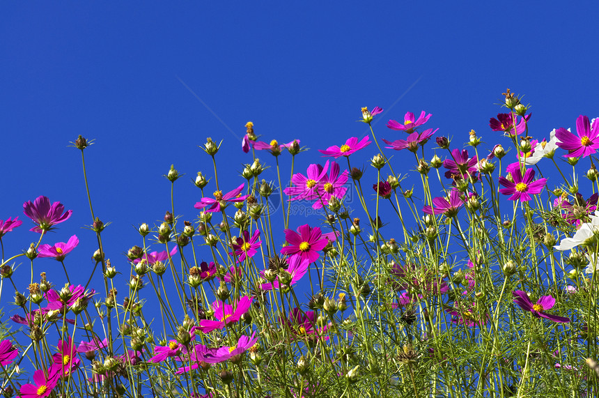 宇宙花园植物学雏菊草地野花团体季节活力荒野场景天空图片