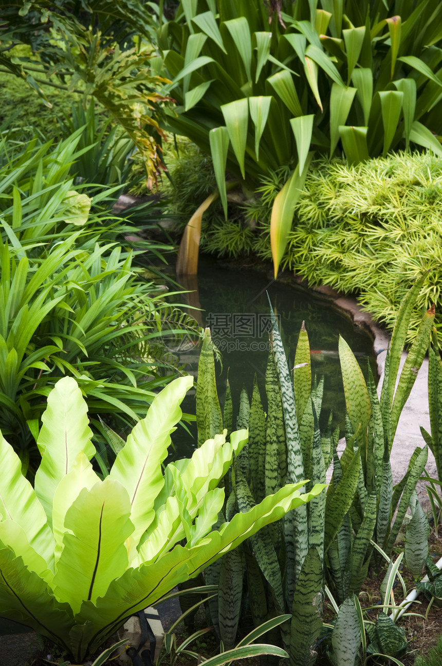 热带热带花园植被装饰锦鲤叶子风景棕榈公园风格植物群植物学图片