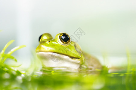 青蛙蟾蜍宏观动物群花园植物沼泽野生动物荒野生活热带高清图片