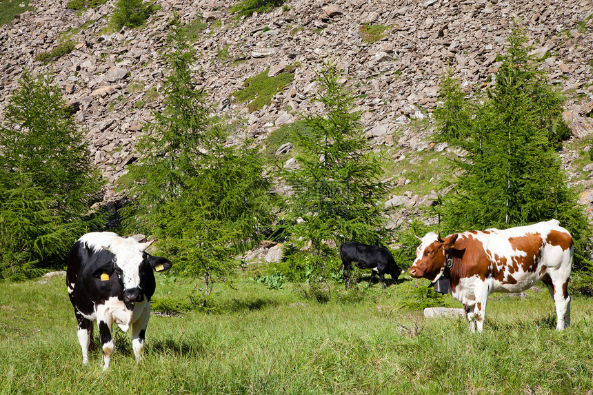 奶牛和意大利阿尔卑斯山农场风景草地石头场地爬坡场景旅游远足农业图片