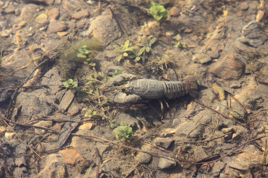 在其自然环境 水中出现龙虾情调荒野动物眼睛美食野生动物溪流异国胡子小龙虾图片