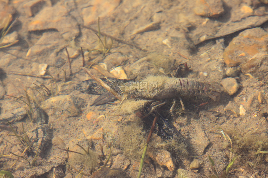 在其自然环境 水中出现龙虾胡子螃蟹信号小龙虾食物海鲜午餐野生动物淡水荒野图片