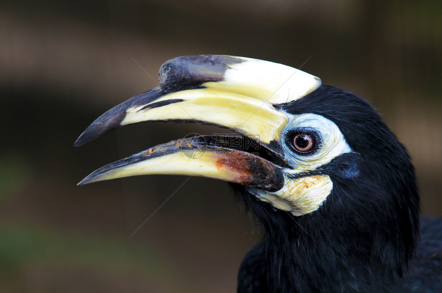 霍恩比尔动物园野生动物鸟类热带喇叭情调荒野羽毛犀鸟异国图片