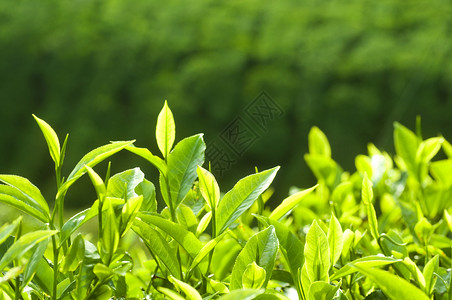 茶叶请假植物植物群种植园高地农田蔬菜农场季节宏观草本植物背景