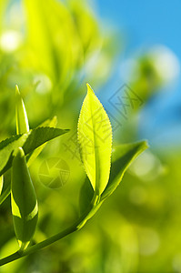 茶叶请假食物农村农场蔬菜热带阳光宏观植物财产气候背景