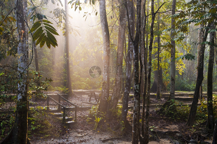 清晨阳光风景射线环境丛林光束树干森林晴天橙子叶子图片