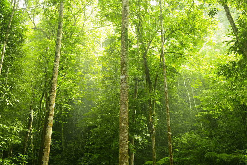 绿林树干天堂自由神话环境荒野公园季节农村光束图片