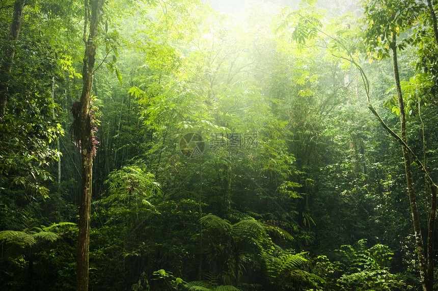 绿林木头太阳热带背光季节神话日光薄雾树干太阳光图片
