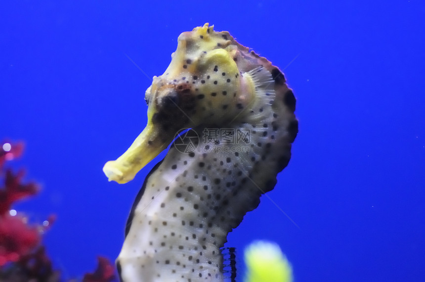海马海洋水族馆珊瑚生物栖息地蓝色热带生活宠物野生动物图片