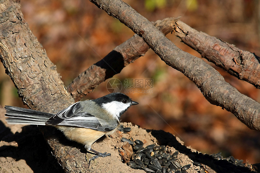 黑头黑脸的奇卡迪波西尔野生动物公园山雀荒野动物翅膀黑帽食物生活鸟类图片