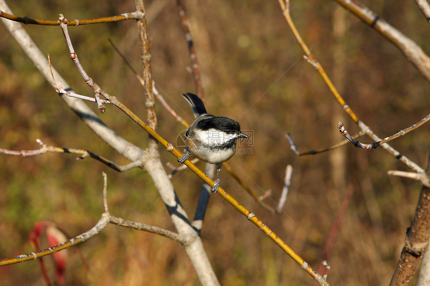 黑头黑脸的奇卡迪波西尔树木观鸟黑帽公园翅膀鸟类山雀羽毛动物野生动物图片