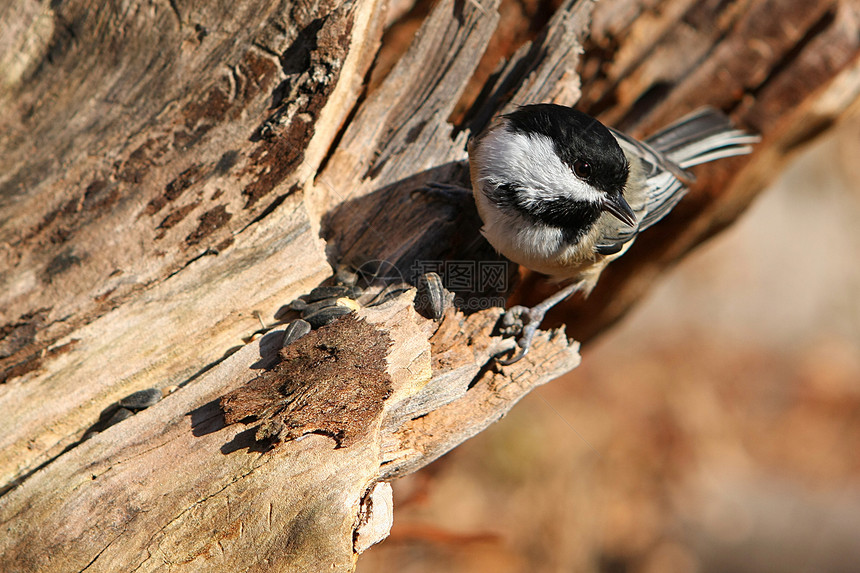 黑头黑脸的奇卡迪波西尔食物动物观鸟公园羽毛生活翅膀山雀荒野树木图片