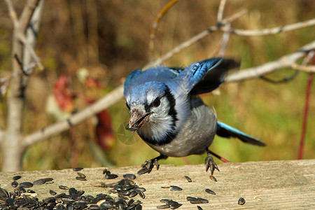 蓝杰观鸟鸡冠花荒野翅膀森林野生动物动物蓝色鸟类栖息高清图片